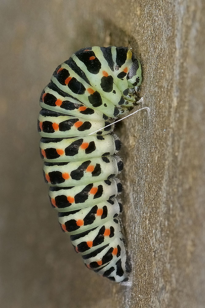 Bruco di Papilio machaon